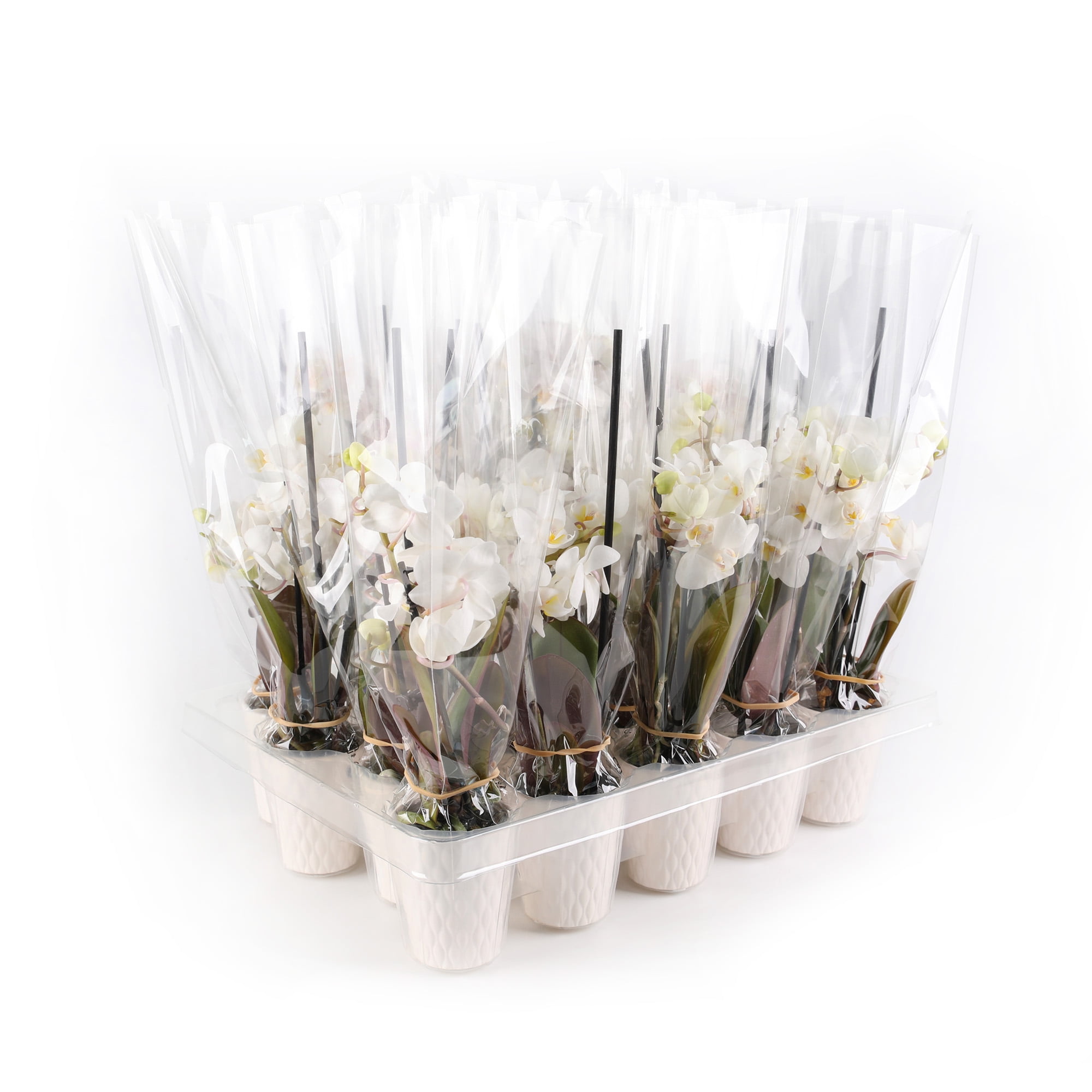 Just Add Ice 20-Pack Mini Assorted White Orchids Live Plant Party