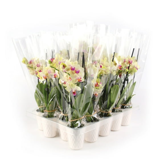 Just Add Ice 20-Pack Mini Assorted Yellow Orchids Live Plant Party Favors, 6-10" Height in 2.5" Diamter White Ceramic, House Plant