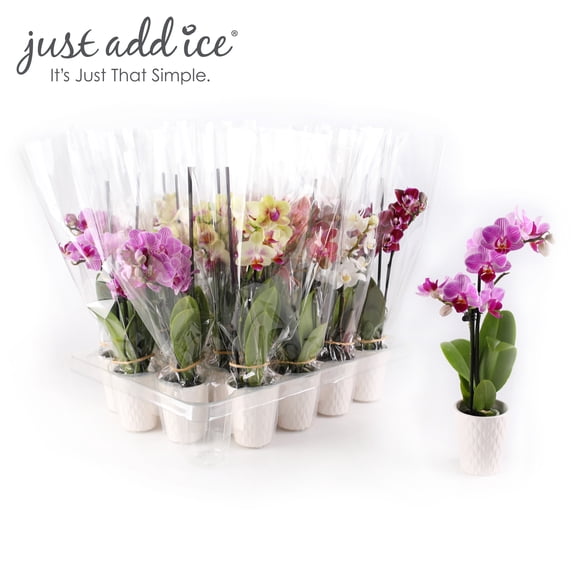 Just Add Ice 20-Pack Mini Multicolor Orchids Live Plant Party Favors, 6-10" Height in 2.5" Diamter White Ceramic, House Plant