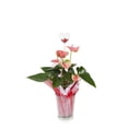 thumbnail image 1 of Just Add Ice 30" Multi-color Anthurium Live Plant Pot, 1 of 1