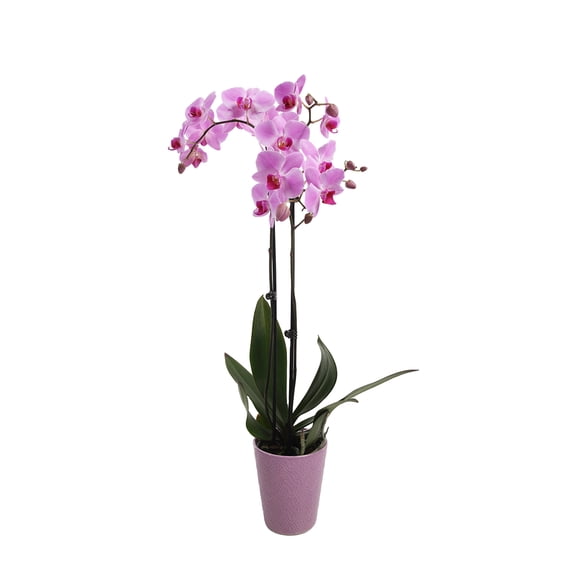Just Add Ice 30" Pink Orchid Live Plant Pot