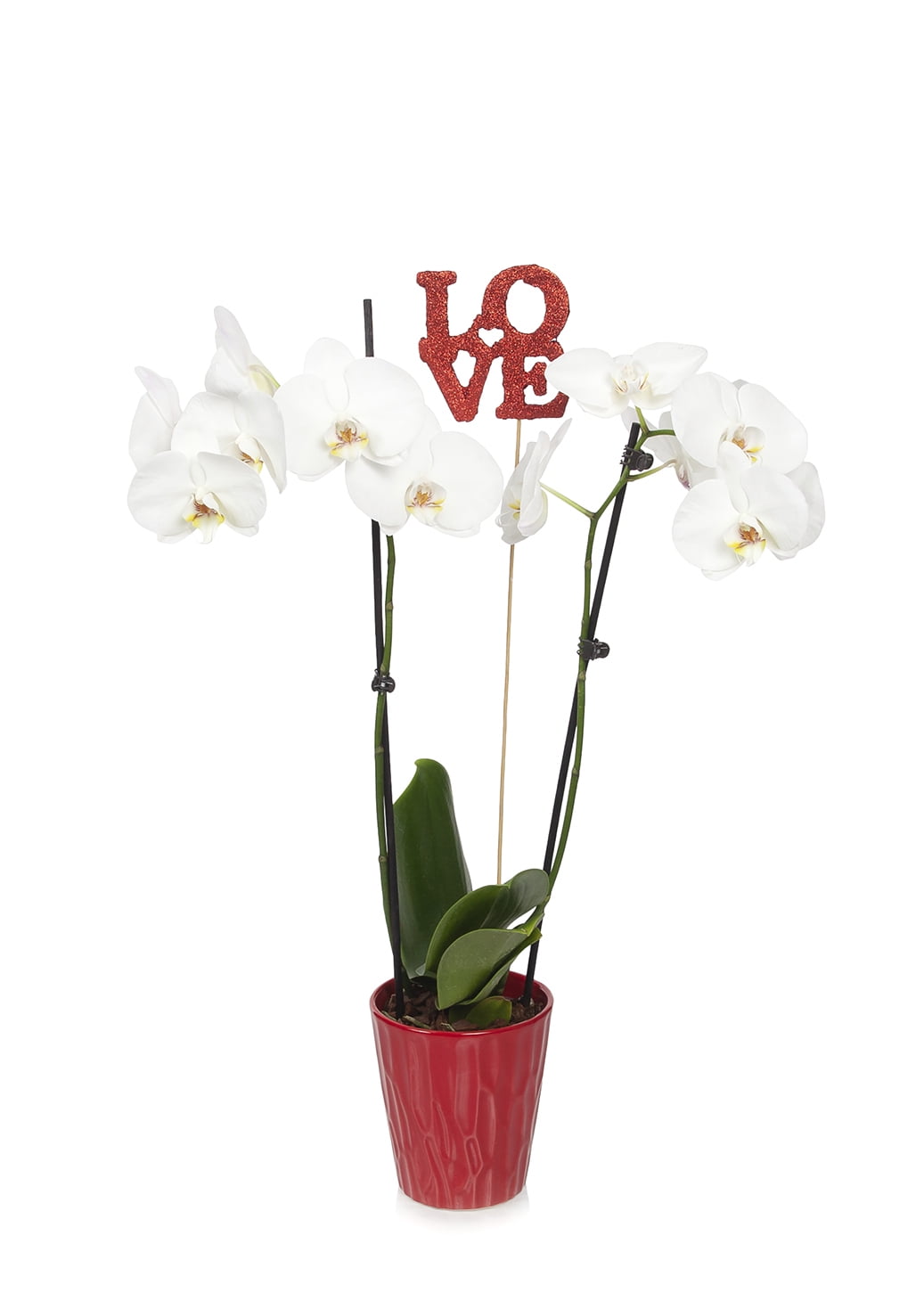 Just Add Ice 30" White Phalaenopsis Live Plant Pot