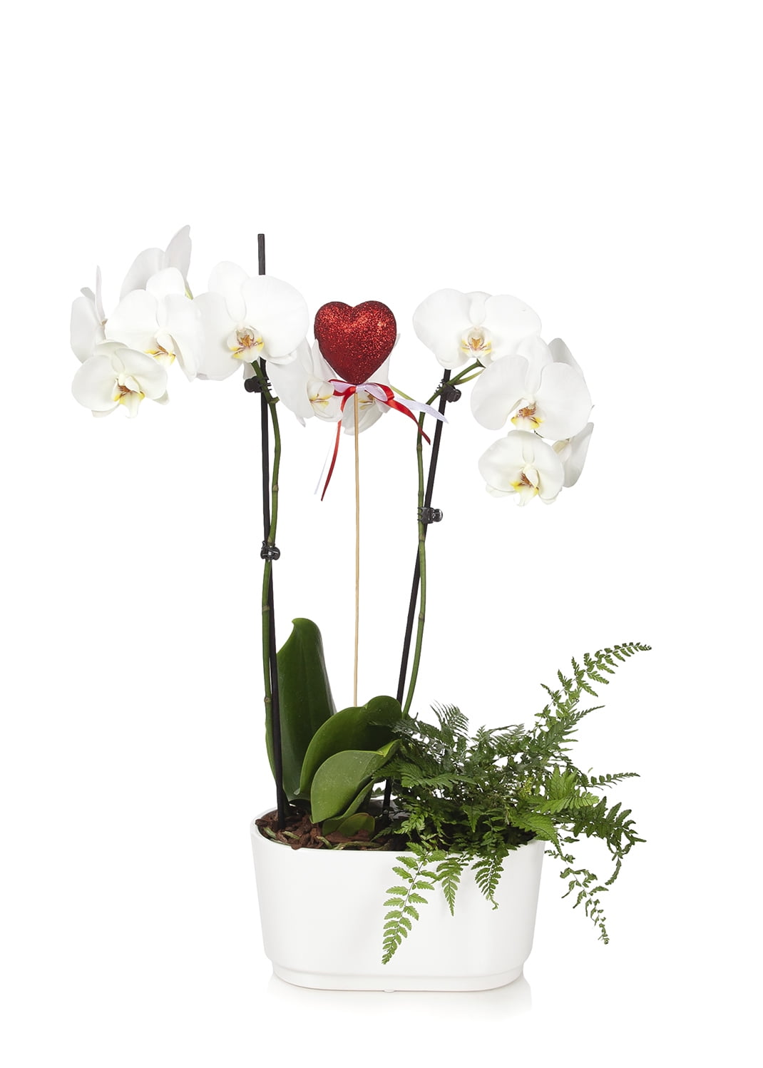 Just Add Ice 30" White Phalaenopsis Live Plant Pot