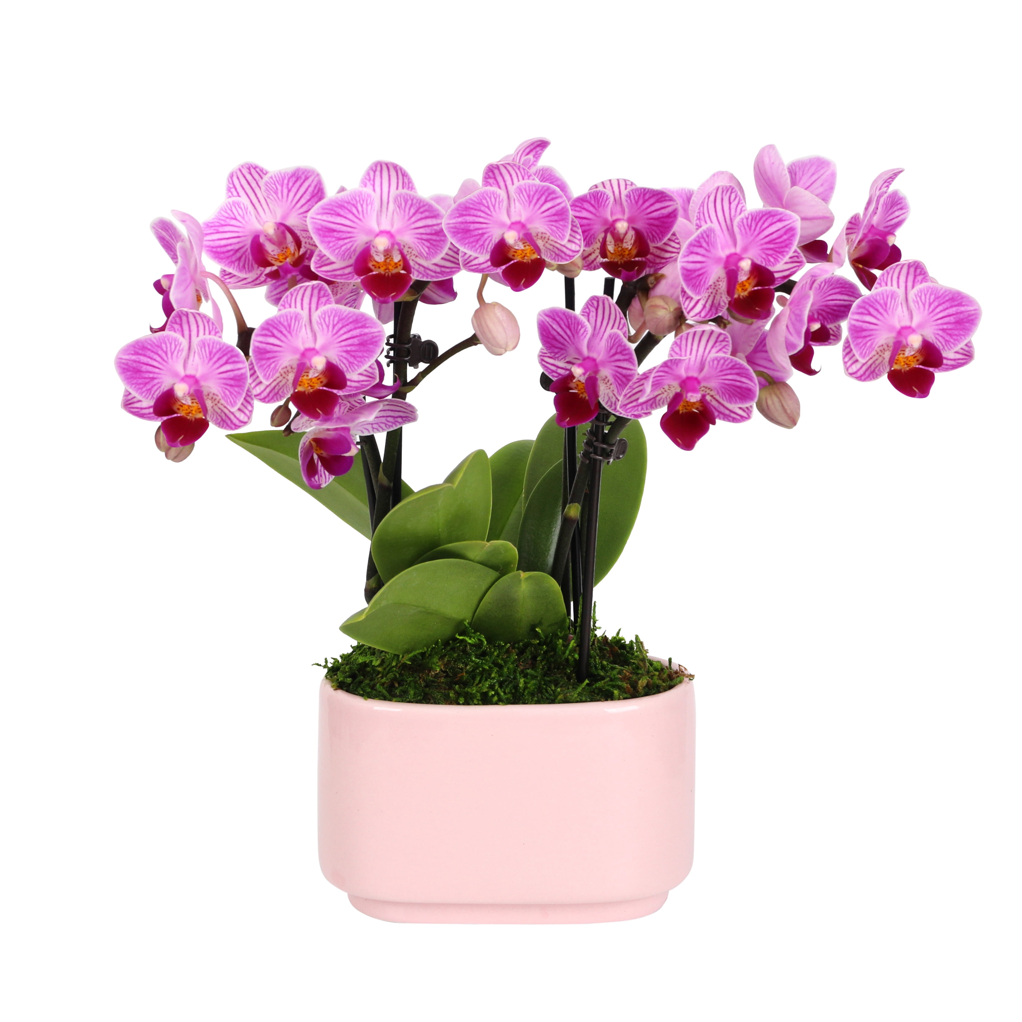 Just Add Ice 4" Light Pink Orchid in Pink Ceramic