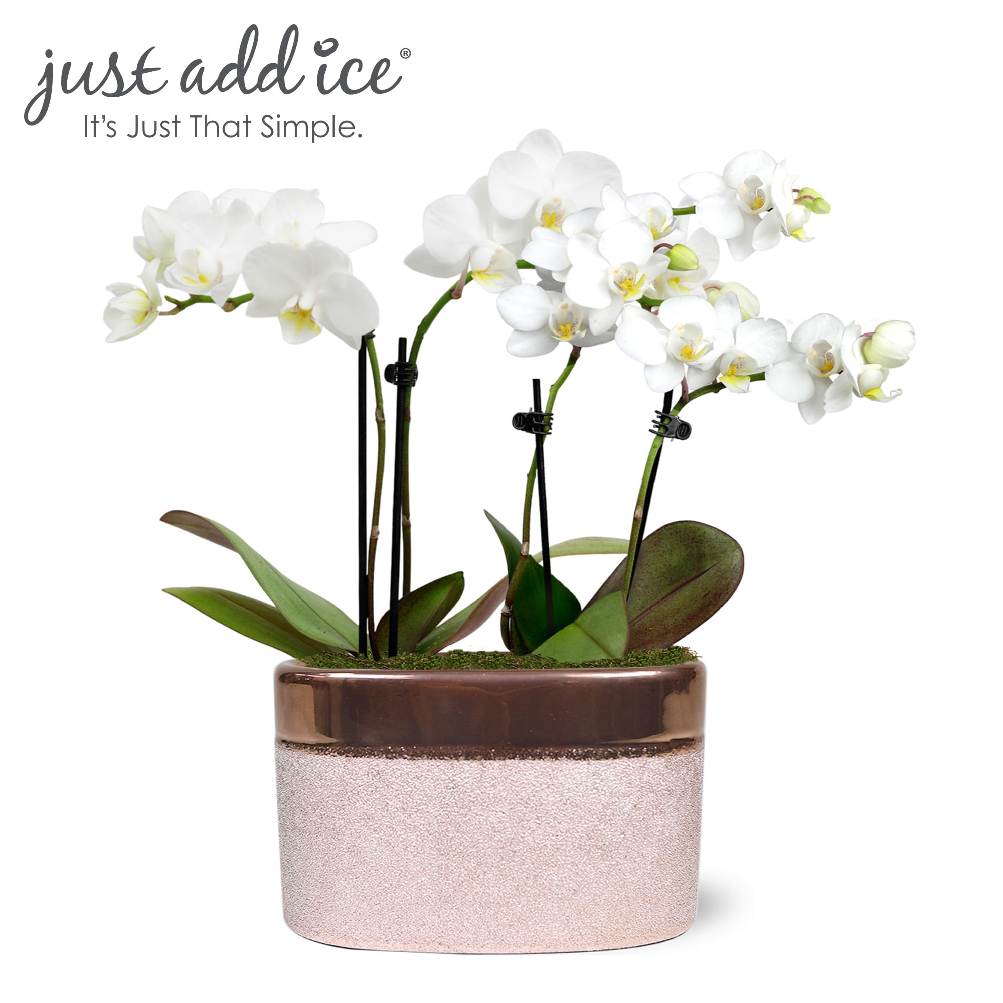 Just Add Ice 6-10" Mini White Orchid Live Plant in 4" Rose Gold Ceramic Pot, House Plant