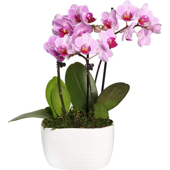 Just Add Ice 6-10" Pink Mini Orchid Duo Live Plants in 4" White Ceramic Planter, House Plant