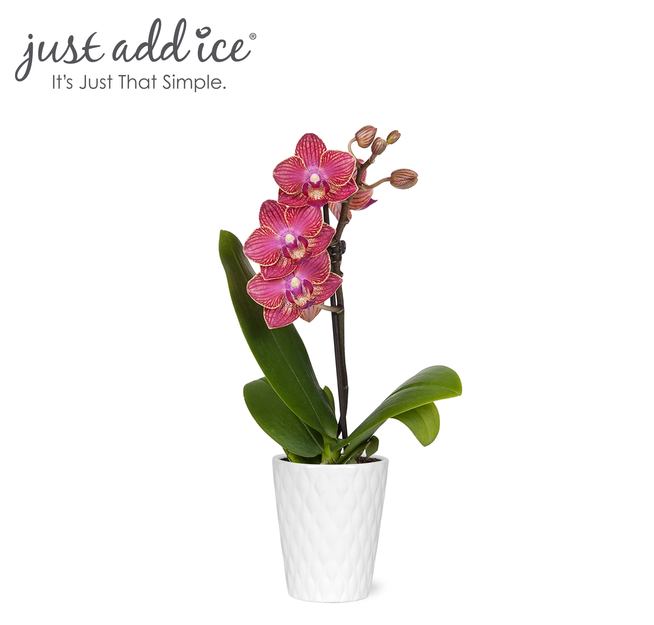 Just Add Ice 6-10" Unique Red Mini Orchid Live Plant in 2.5" White Ceramic Pot, House Plant