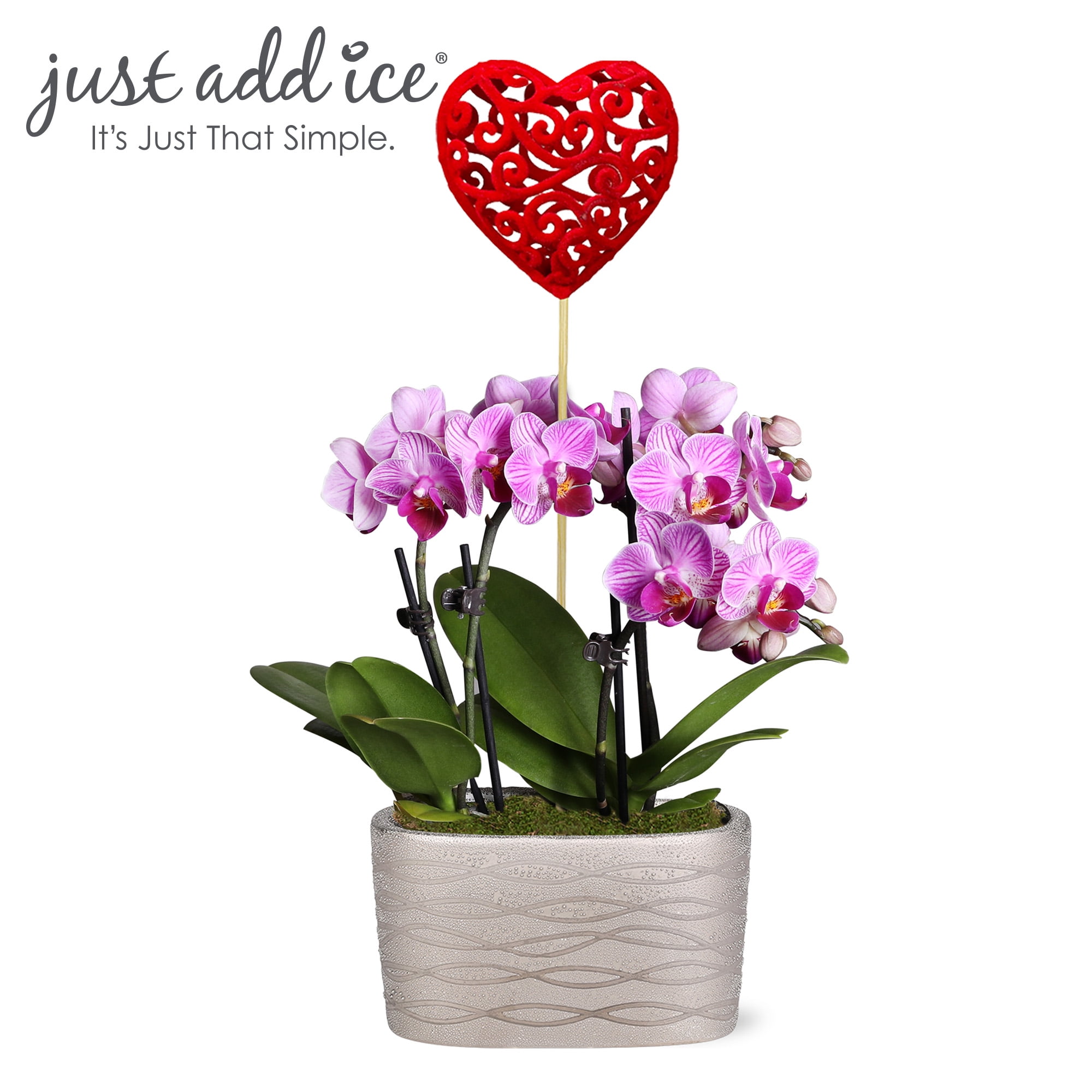Just Add Ice 6-10" Valentine's Day Mini Pink Orchid Live Plant in 4" Silver Ceramic Pot with Red Heart, House Plant