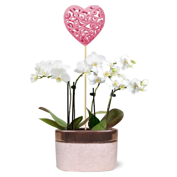 Just Add Ice 6-10" Valentine's Day Mini White Orchid Live Plant in 4" Rose Gold Ceramic Pot with Pink Heart, House Plant