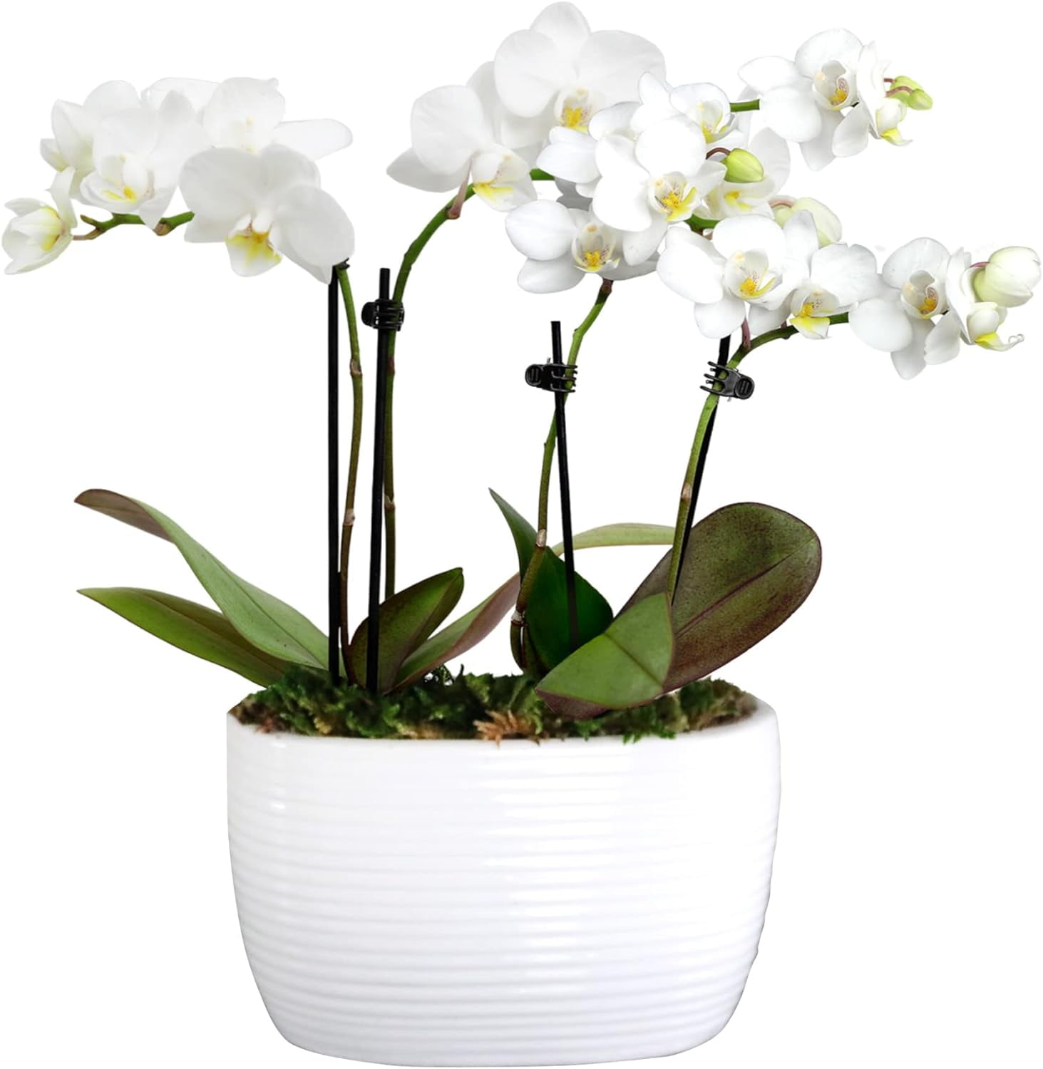 Just Add Ice 6-10" White and Yellow Mini Orchid Duo Live Plants in 4" White Ceramic Planter, House Plant