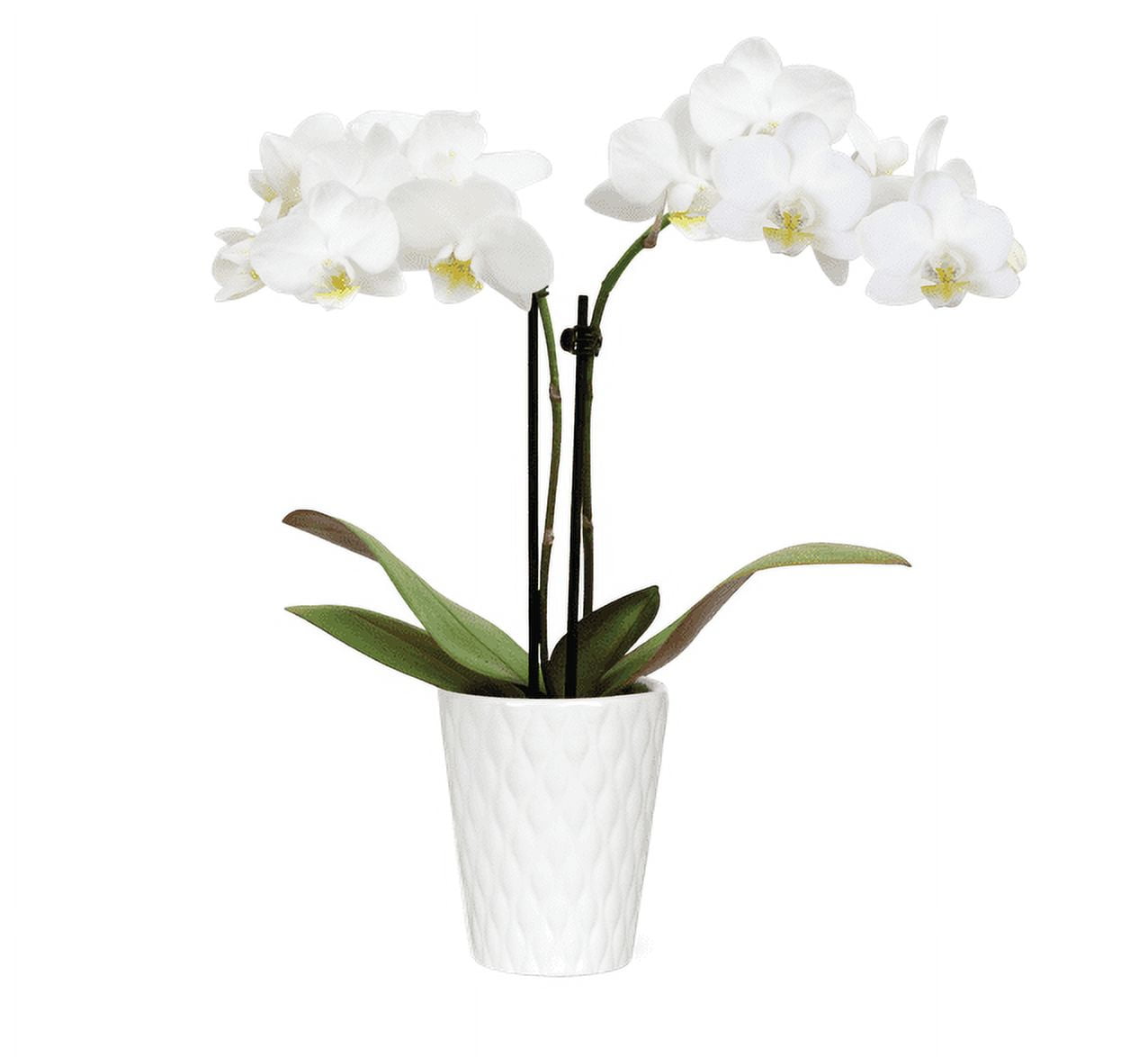 White and Yellow Mini Orchid in Ceramic Pot