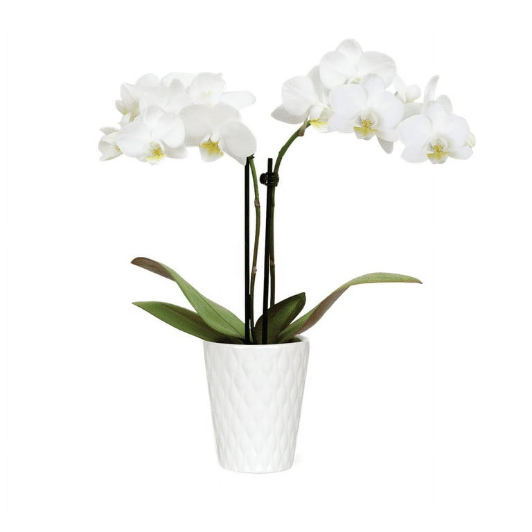 美品！podmini ホワイト 人気のコンパクトベアボーンにホワイトモデル登場！ASRock社製