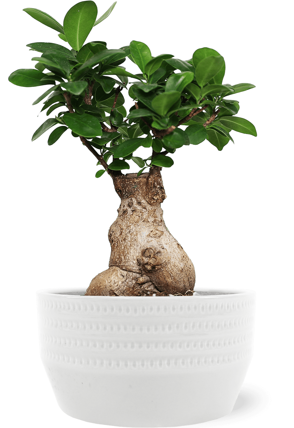 spider house plants Spider Plant Hawaiian