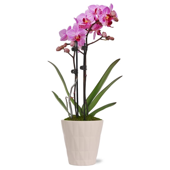 Just Add Ice Petite Pink Purple Orchid Live Plant 15-20" in Decorative Pot