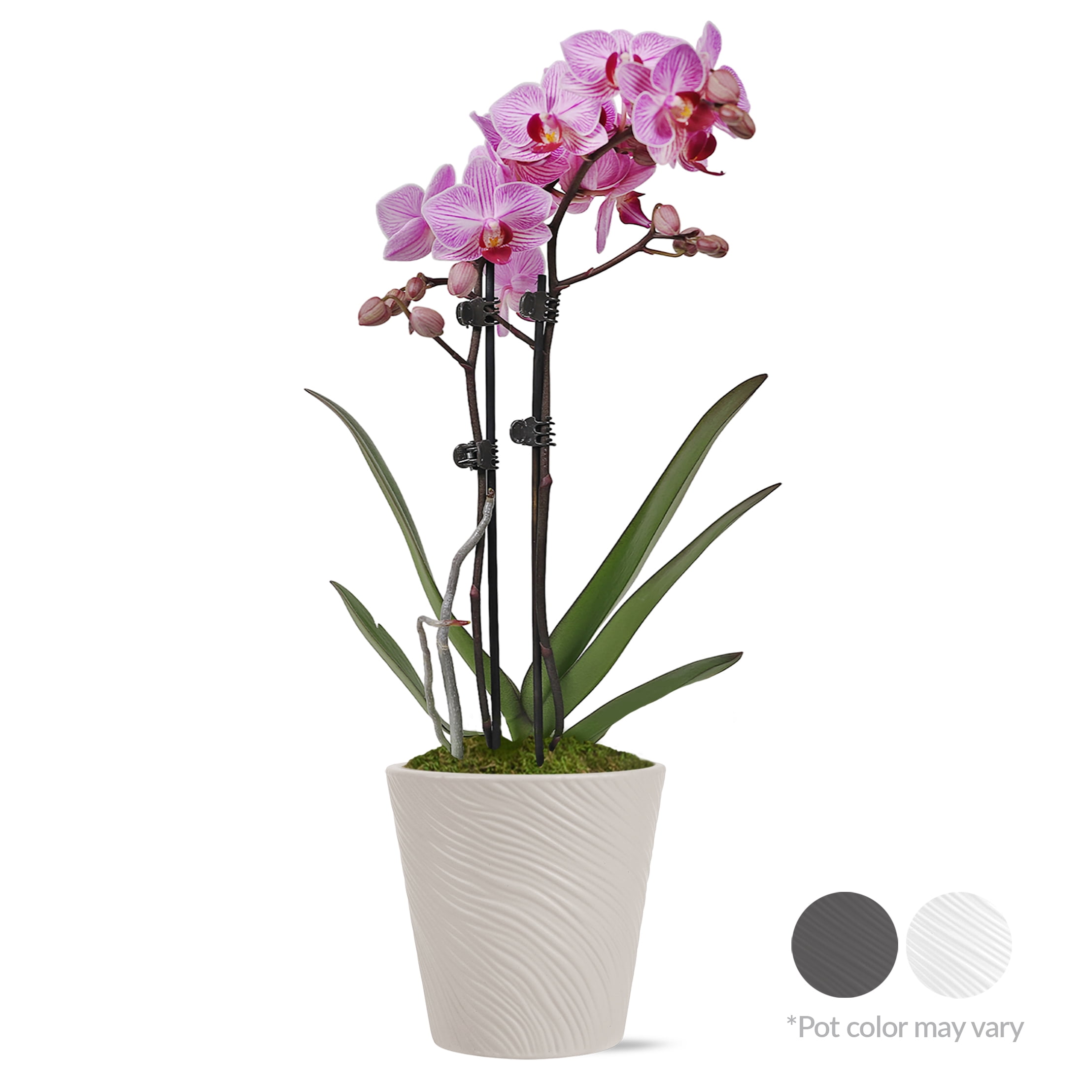 Just Add Ice Petite Pink Purple Orchid Live Plant 15-20" in Decorative Pot