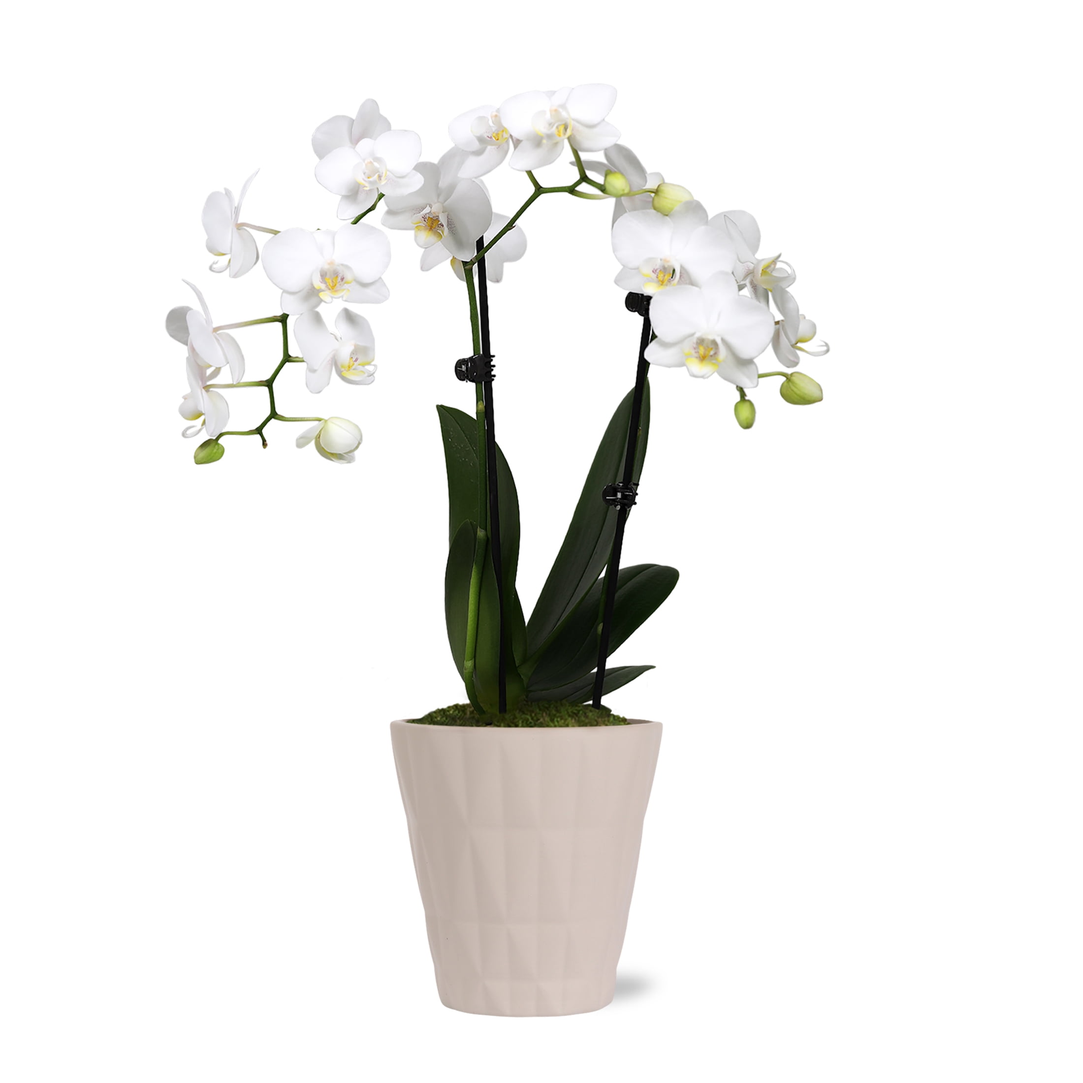 Just Add Ice Live Plant 10-12
