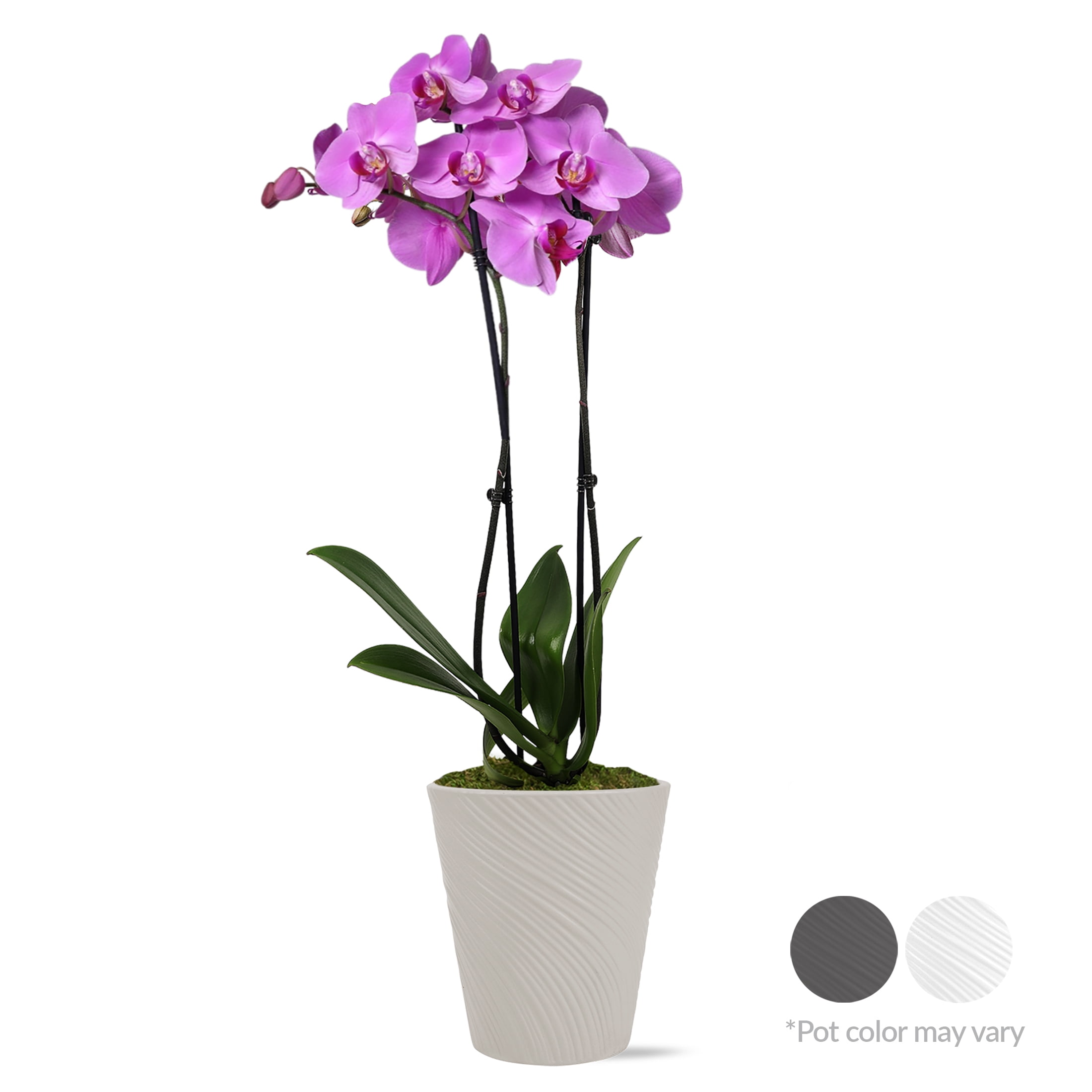 Just Add Ice Live Plant 16-30" Tall Premium Pink Purple Orchid in 5" Decorative Clay Pot