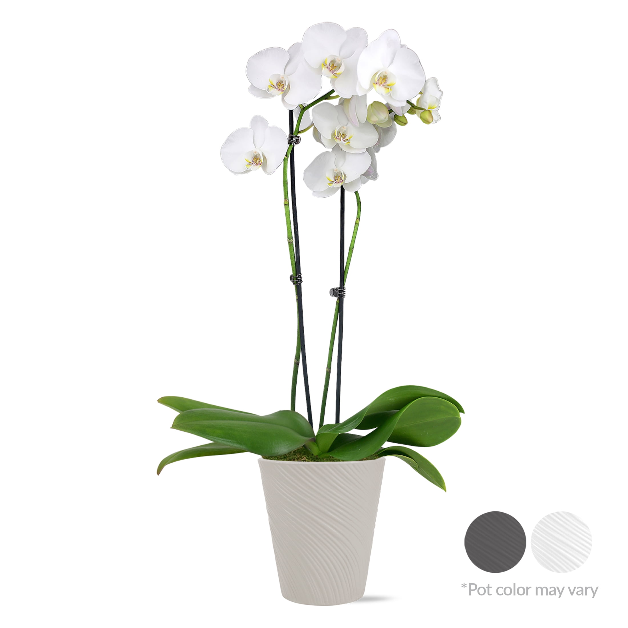 Just Add Ice Live Plant 16-30" Tall Premium White Orchid in 5" Decorative Clay Pot