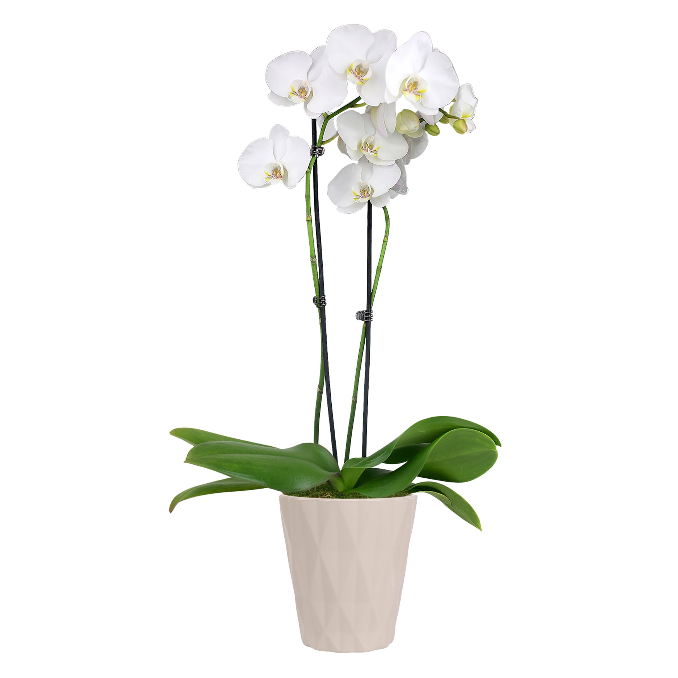 Willing plant ordinal pot W.P-004 Mix⑧ Just Add Ice Live Plant 16-30