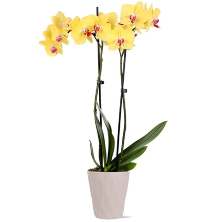 Just Add Ice Live Plant 16-30" Tall Premium Yellow Orchid in 5" Decorative Clay Pot
