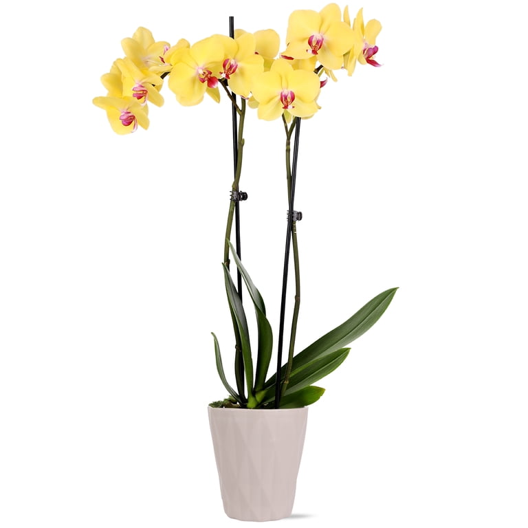 Just Add Ice Live Plant 16-30