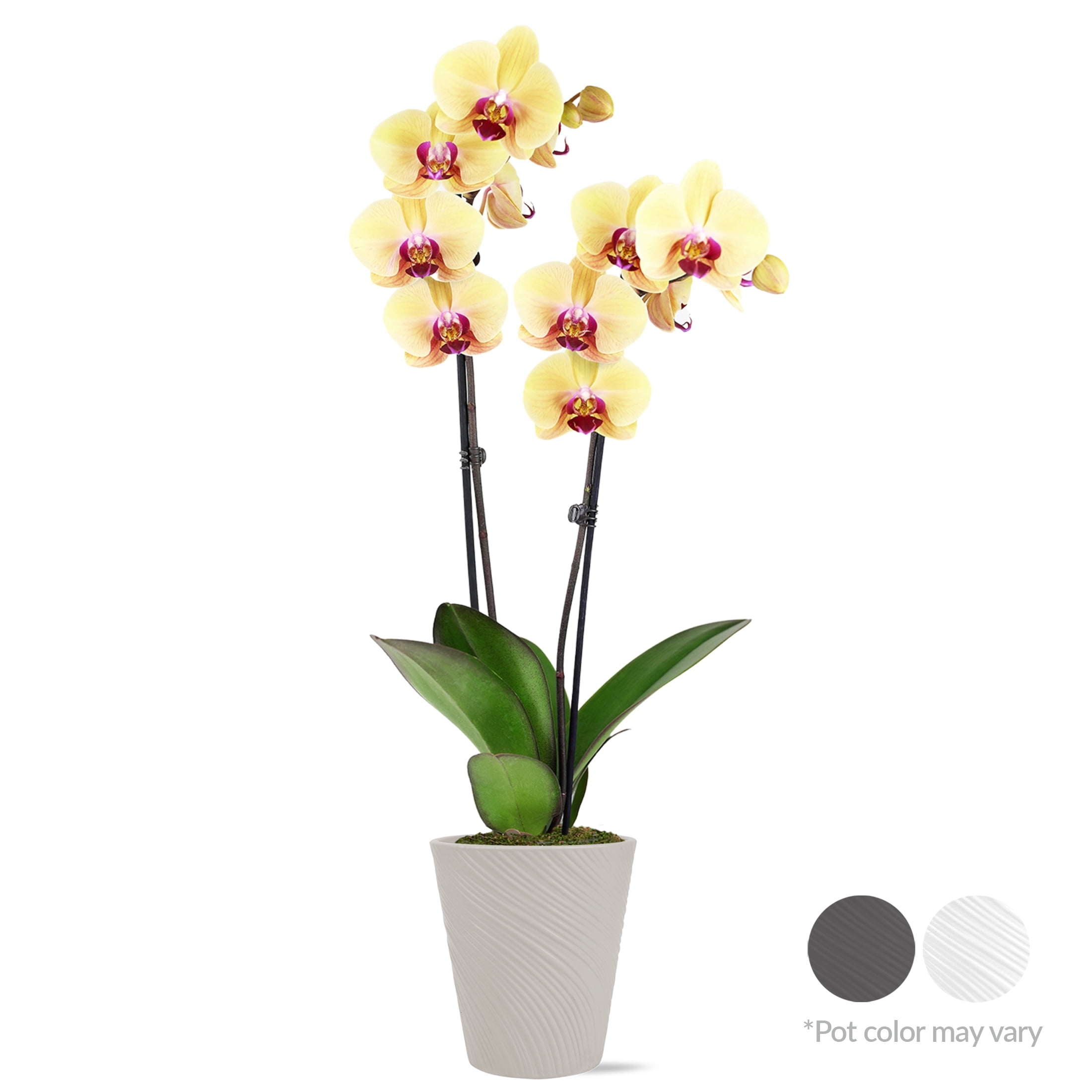 Just Add Ice Live Plant 16-30" Tall Premium Yellow Orchid in 5" Decorative Clay Pot