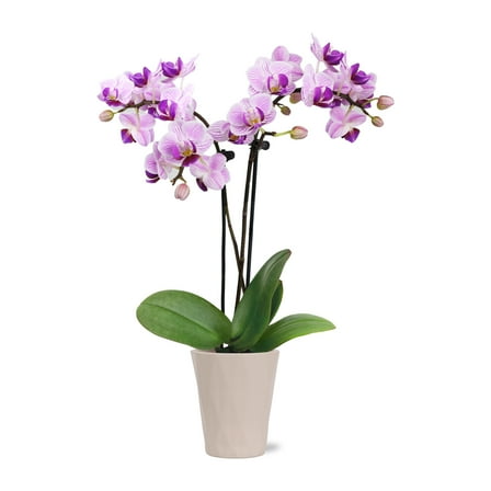 Just Add Ice Live Plant 6-10" Tall Mini Pink Purple Orchid in 2.5" Decorative Fiber Clay Pot