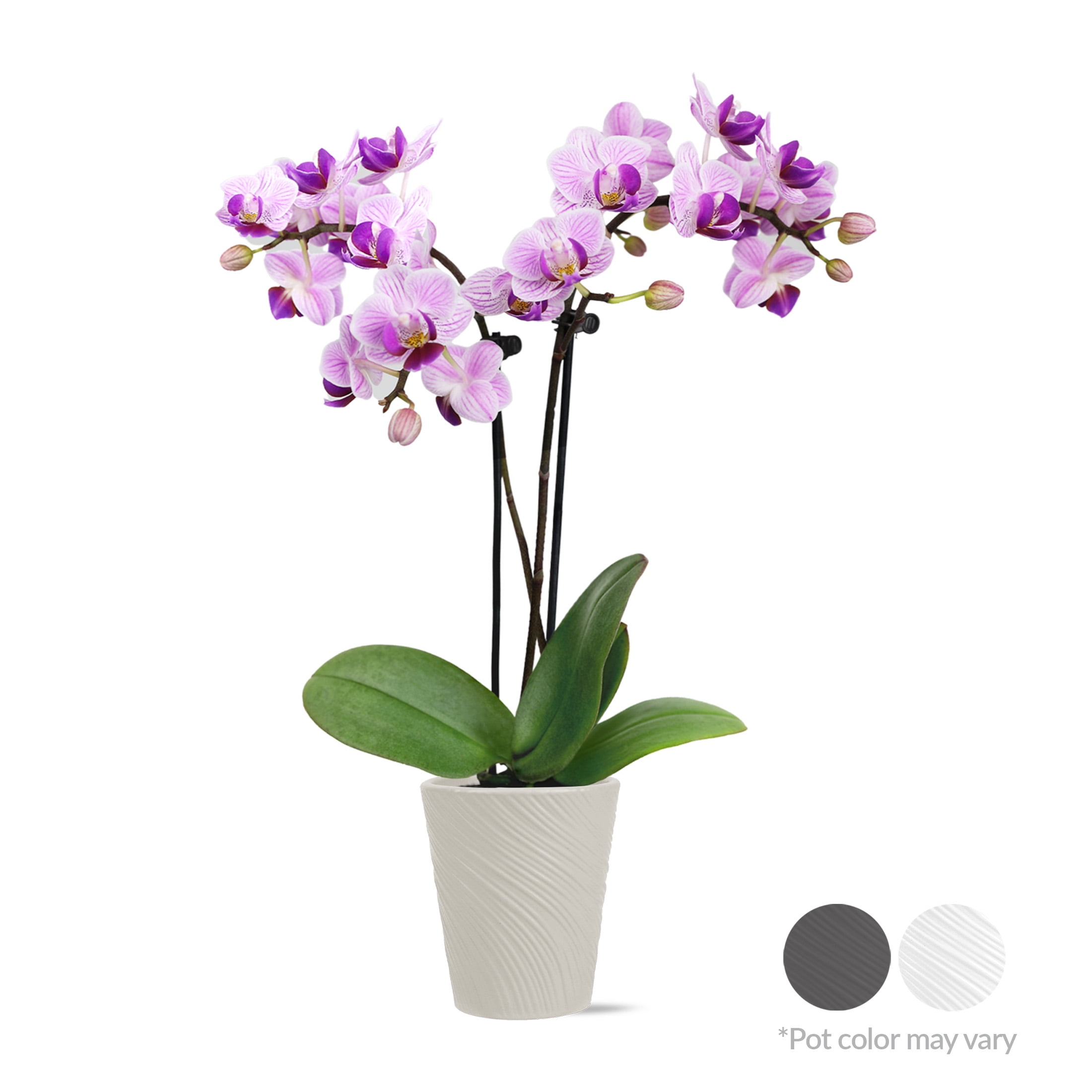 Just Add Ice Live Plant 6-10" Tall Mini Pink Purple Orchid in 2.5" Decorative Fiber Clay Pot