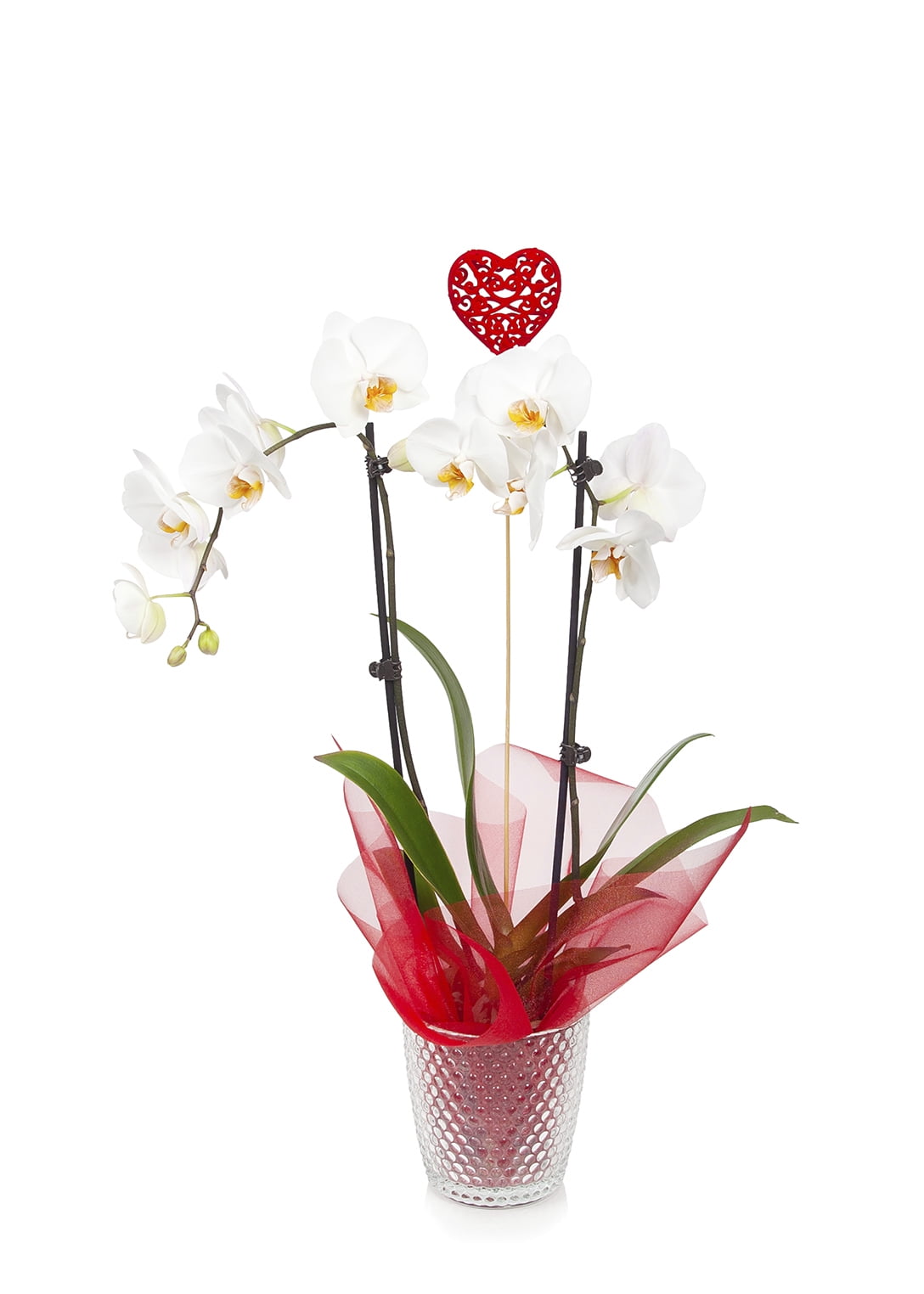 Just Add Ice Multicolor Phalaenopsis Live Plant