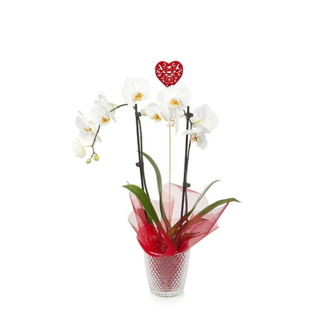 Just Add Ice Multicolor Phalaenopsis Live Plant