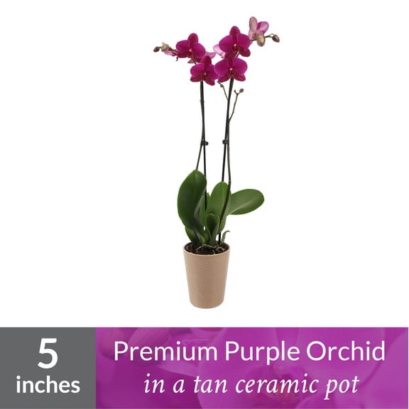 Just Add Ice Orchid Plant, 16-30 Tall, Purple Orchid, 5 Tan Ceramic Pot