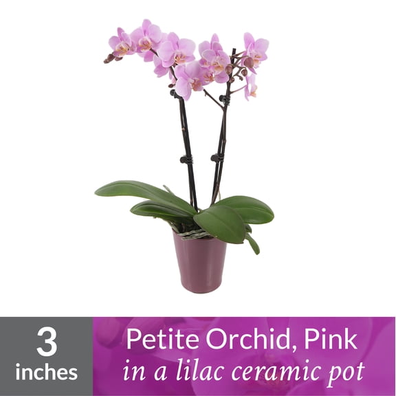 Just Add Ice Petite Orchid Plant, 15-20 Tall, Pink Orchid, 3 Lilac Ceramic Pot
