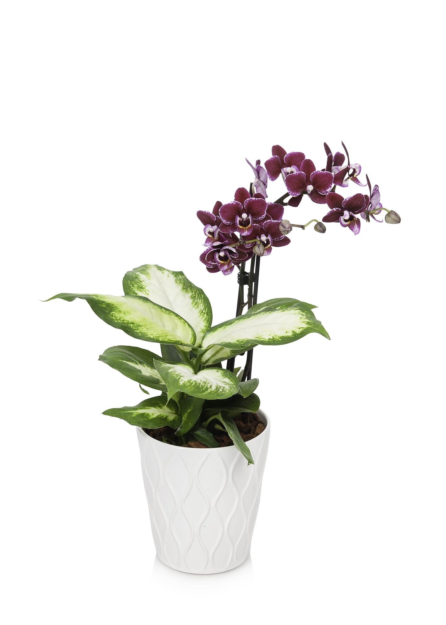 Just Add Ice Purple Orchid Live Plant with Decorative Pot