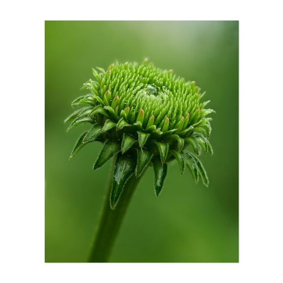 Just After A Rain - Photography Botanical Nature Floral Garden Unframed Wall Art Print 6 x 8 inches