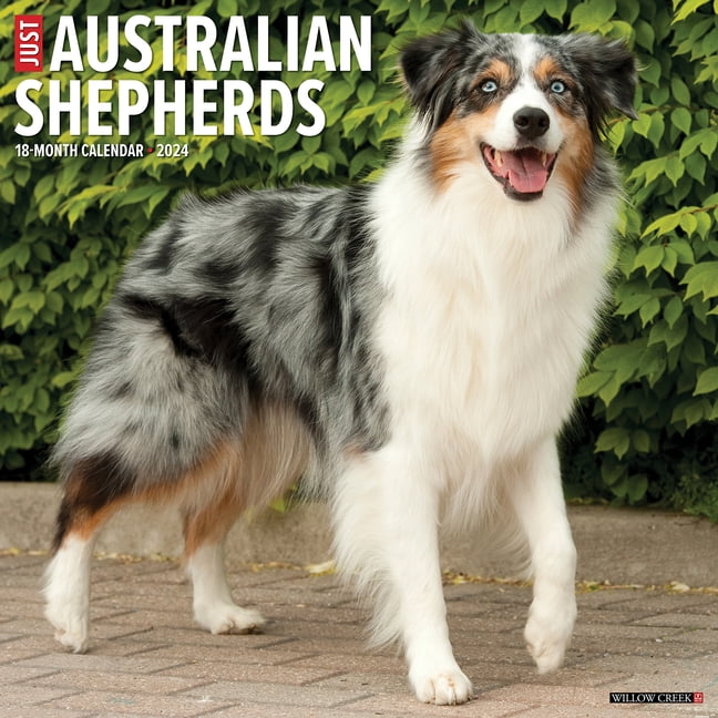 Just Australian Shepherds 2024 12 X 12 Wall Calendar (Other)