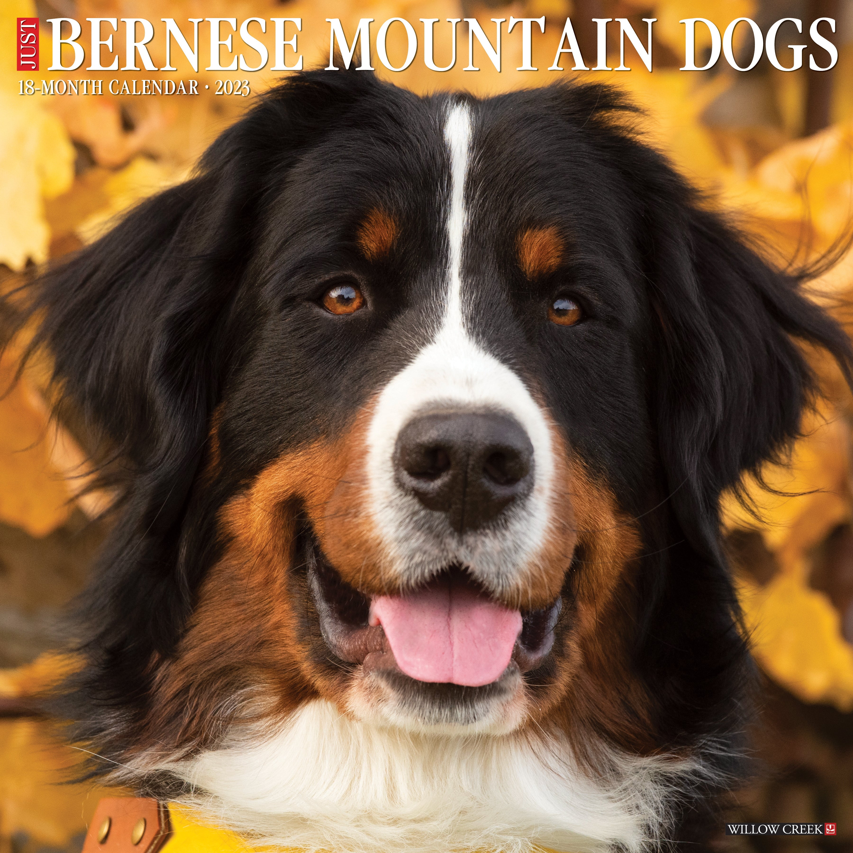 Just Bernese Mountain Dog 2023 Wall Calendar Walmart com Just Bernese Mountain Dog 2023 Wall Calendar Walmart com