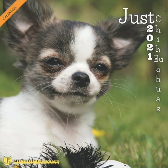 Just Chihuahuas 2021 : Wall Calendar Animals Dogs Breeds Cute Puppies (Paperback)