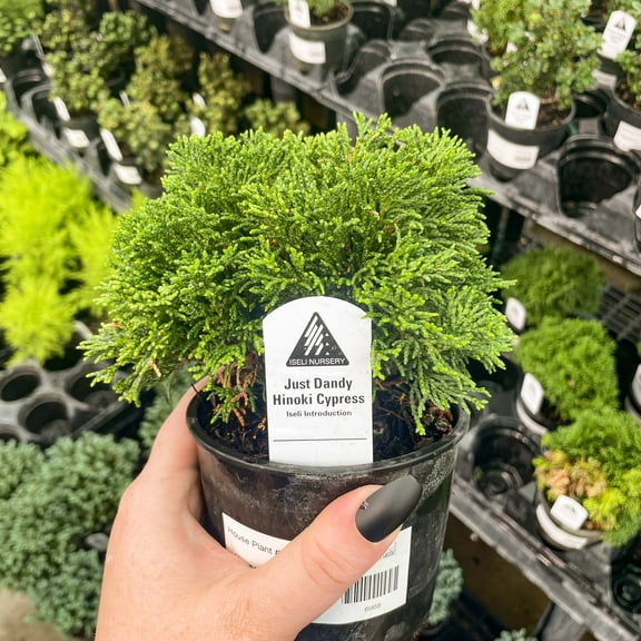 Just Dandy Hinoki Cypress- Live Bonsai Starter Plant - 4" Growers Pot