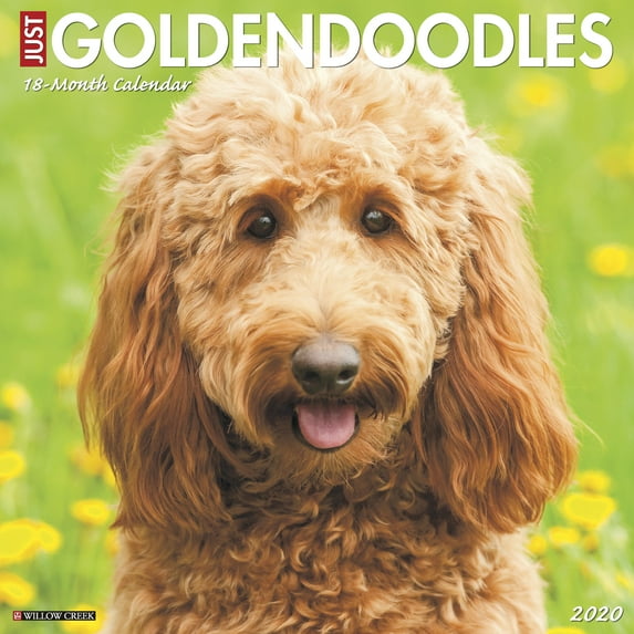 Just Goldendoodles 2020 Wall Calendar (Dog Breed Calendar) (Other)