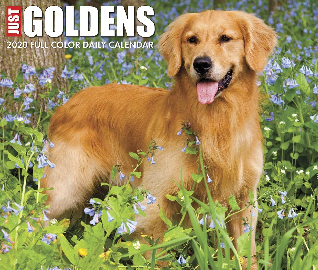 Just Goldens 2020 Box Calendar (Dog Breed Calendar) (Other)