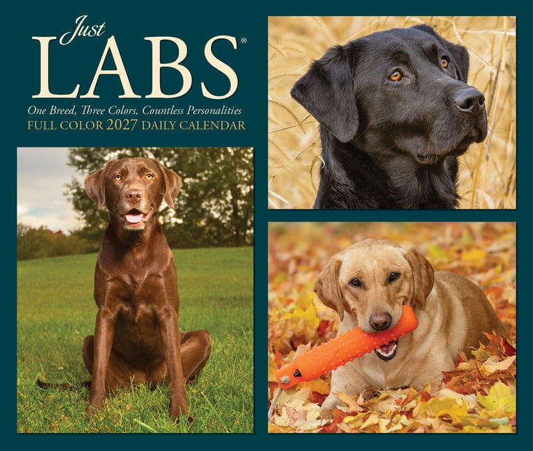 Just Labs 2027 5.4 X 6.2 Box Calendar, (Paperback)
