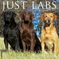 thumbnail image 1 of Just Labs (Dog Breed) 2021 Wall Calendar (Other), 1 of 1