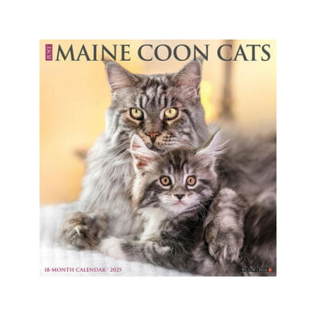Just Maine Coon Cats 2025 12 X 12 Wall Calendar