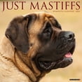 thumbnail image 1 of Just Mastiffs 2024 12 X 12 Wall Calendar (Calendar), 1 of 4