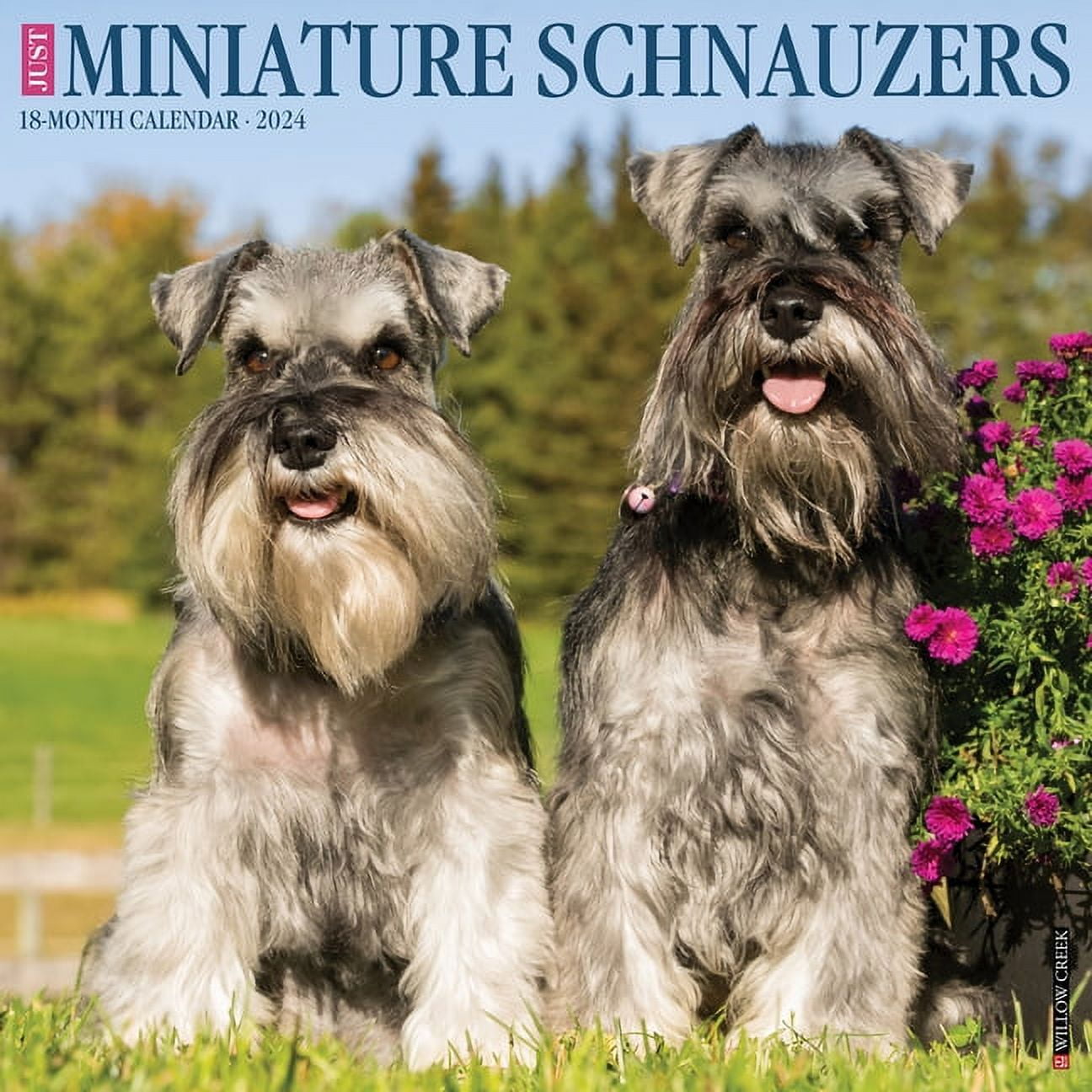 Just Miniature Schnauzers 2024 12 X 12 Wall Calendar (Calendar)