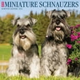 thumbnail image 1 of Just Miniature Schnauzers 2024 12 X 12 Wall Calendar (Calendar), 1 of 4