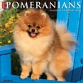 thumbnail image 1 of Just Pomeranians 2024 12 X 12 Wall Calendar (Other), 1 of 1