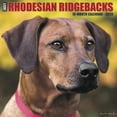 thumbnail image 1 of Just Rhodesian Ridgebacks 2020 Wall Calendar (Other), 1 of 1