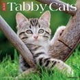 thumbnail image 1 of Just Tabby Cats 2024 12 X 12 Wall Calendar (Calendar), 1 of 4
