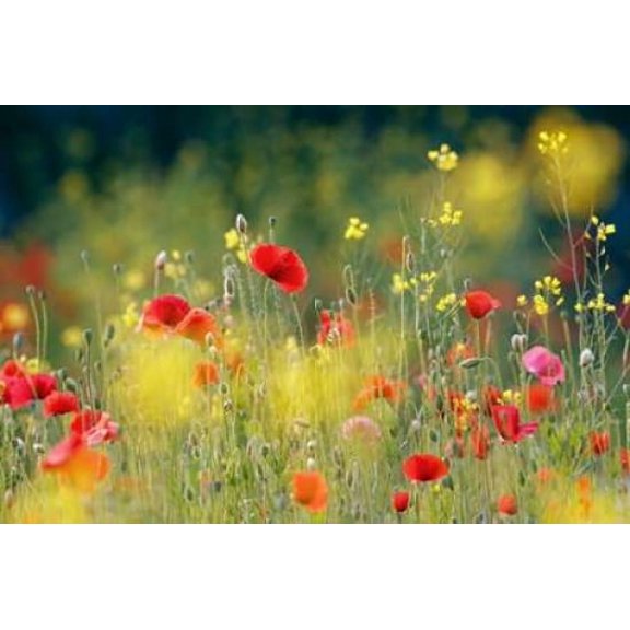 Just a Perfect Day Poster Print by Roeselien Raimond (12 x 18)